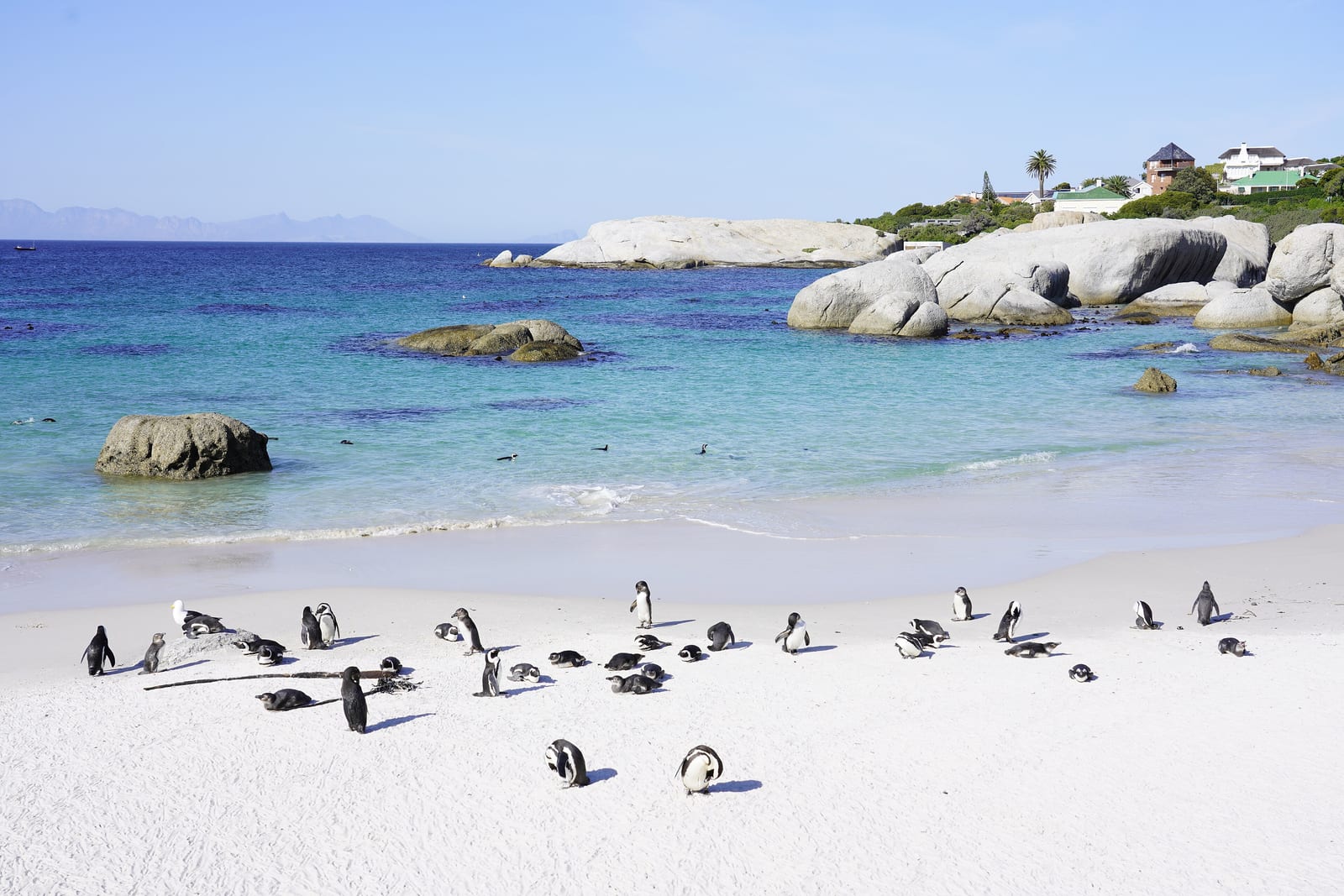 African penguins standing on the sand at Boulders Beach, Simon's Town