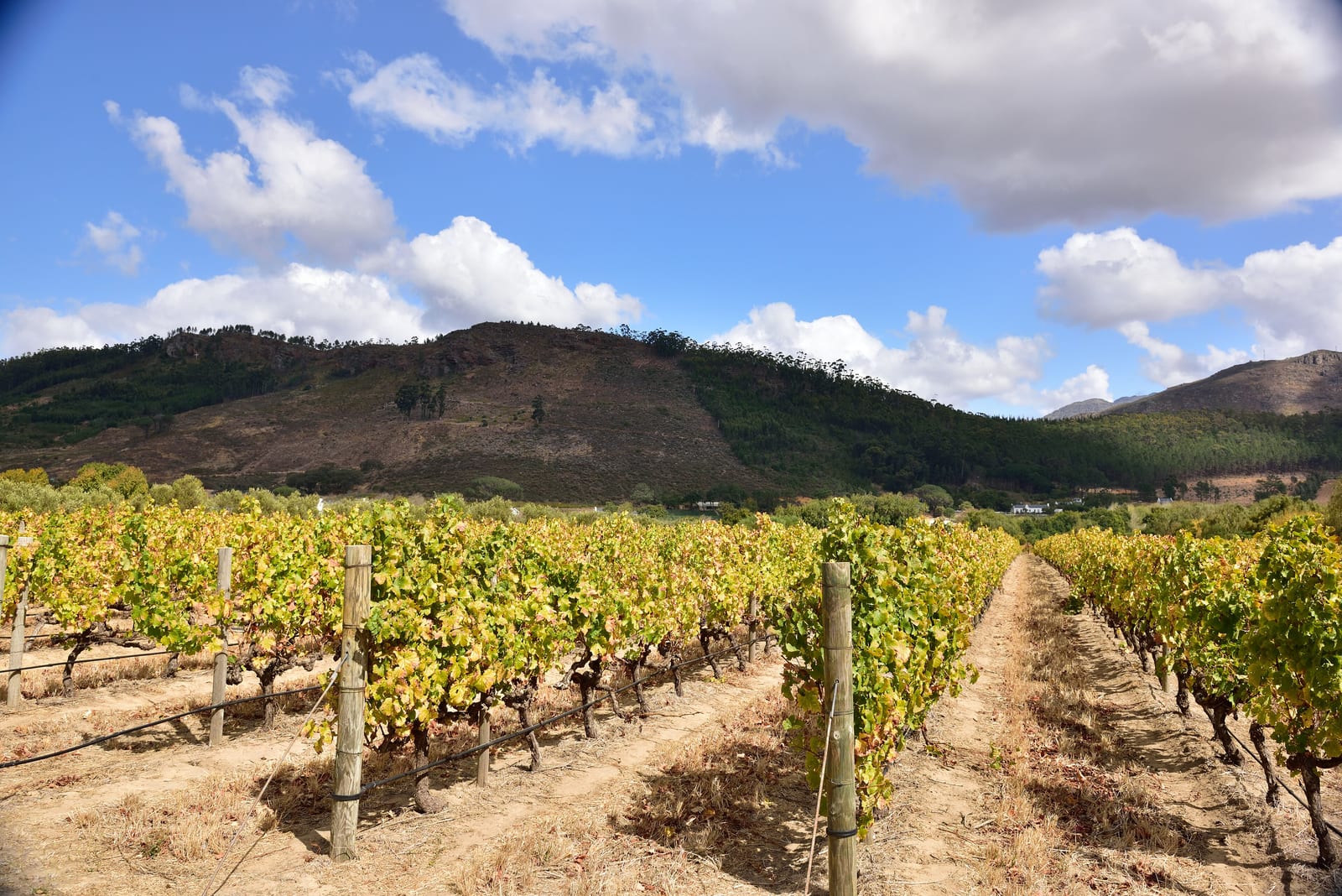 Vineyard rows with mountains behind them in Franschhoek